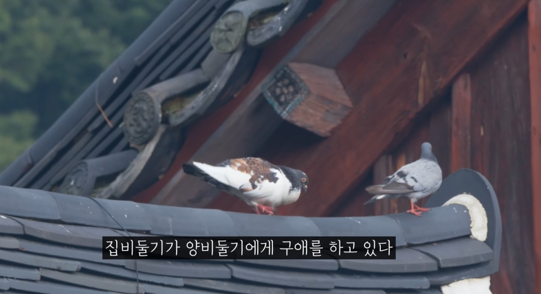 전국에 약 100마리만 남은 멸종위기 비둘기 (조류주의) | 인스티즈