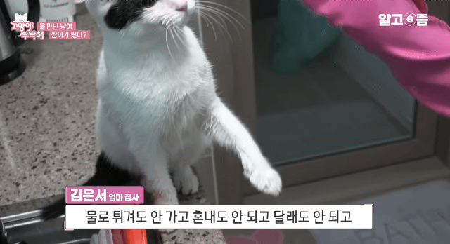 물만 보면 뛰어드는 물에 미친 고양이.jpg | 인스티즈