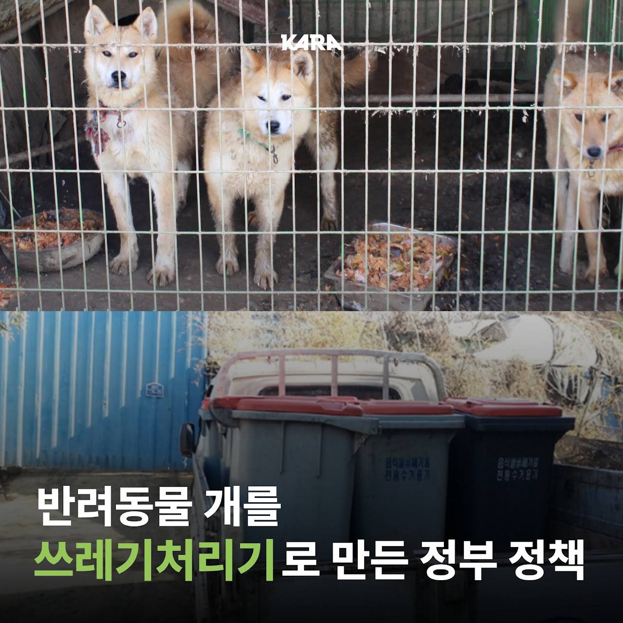 정부가 허락한 동물학대, 음식물 쓰레기 처리수단 ~ing | 인스티즈