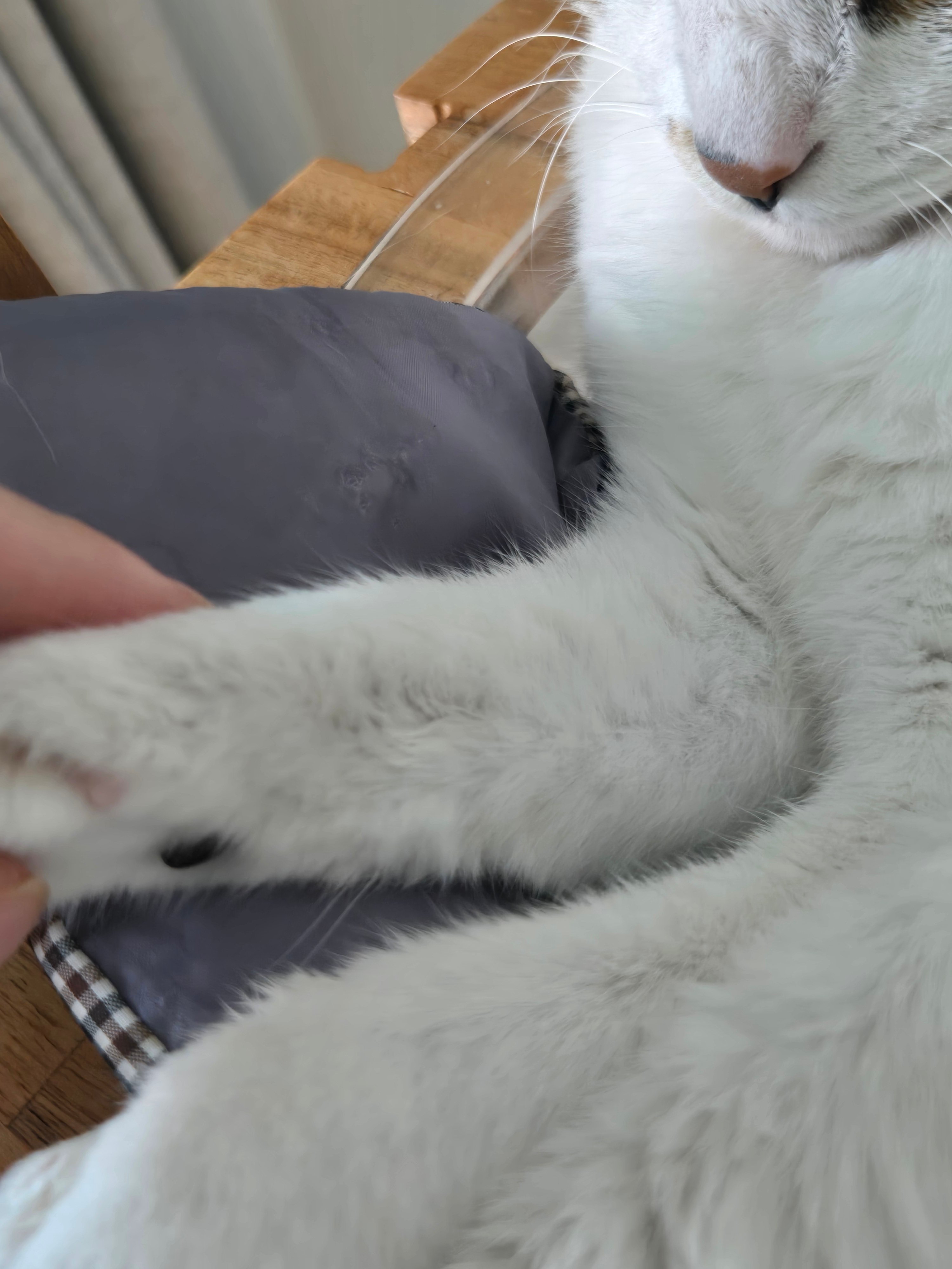 세수 잘하는 고양이한테 나타난다는 무늬.x | 인스티즈