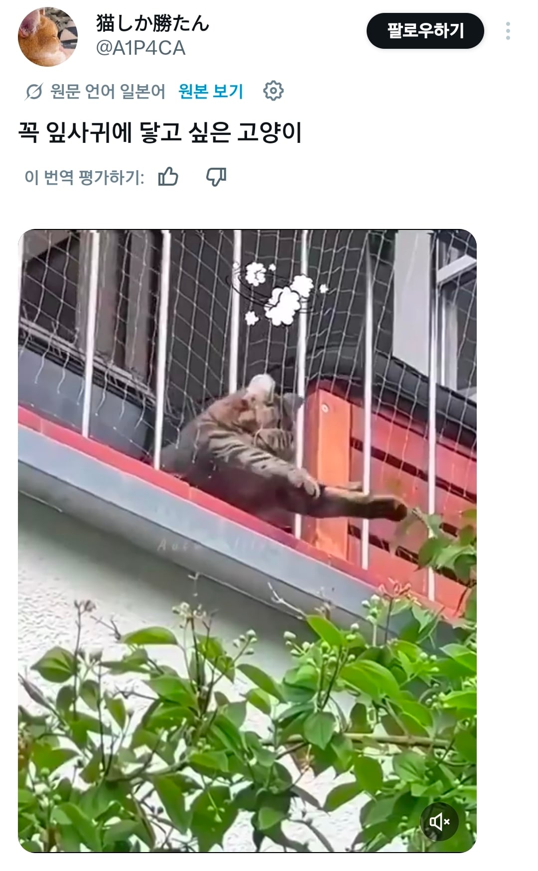 잎사귀가 너무 만지고싶은 고양이.x | 인스티즈