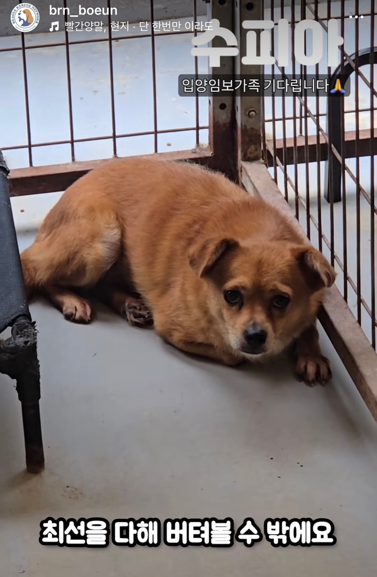 7년의 기다림 +🐶단기임보 | 인스티즈