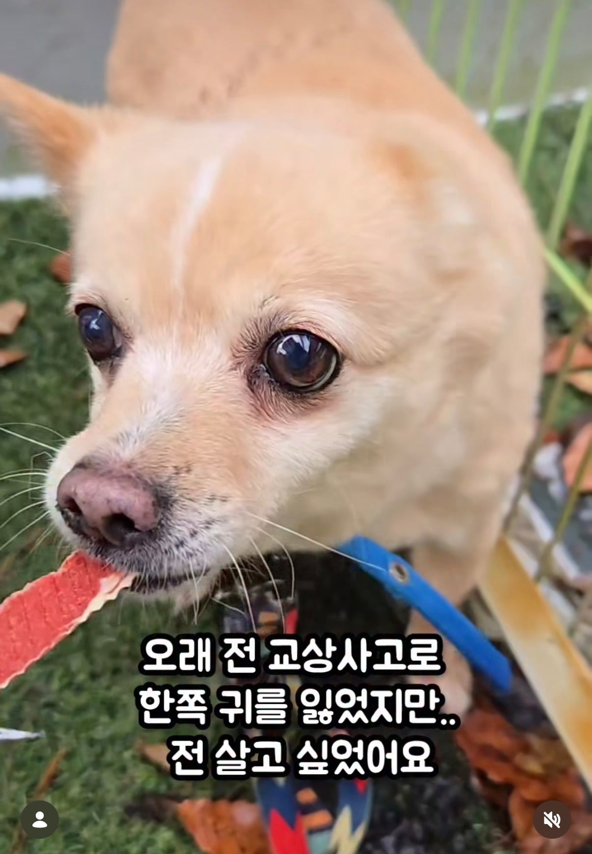 7년의 기다림 +🐶단기임보 | 인스티즈