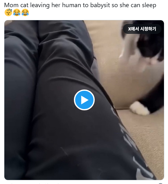 엄마 고양이가 잠을 자려고 인간에게 자기 새끼를 맡기고 나감 | 인스티즈