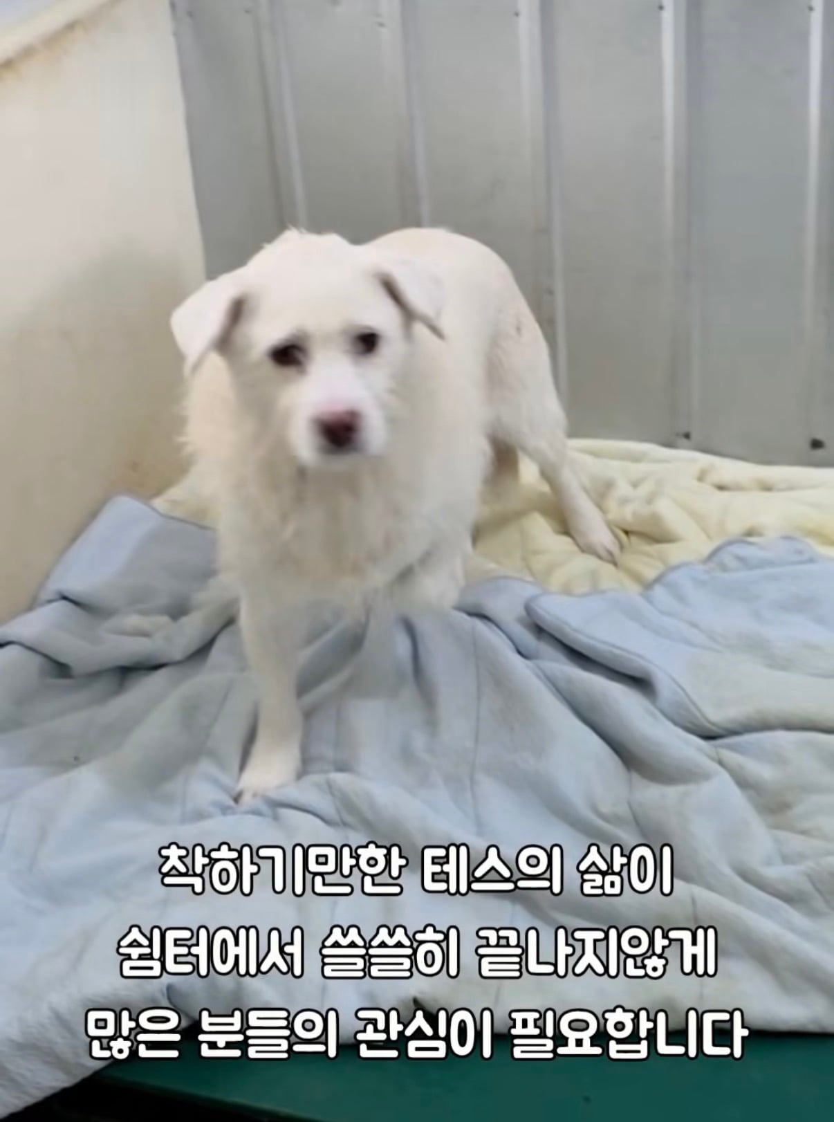 7년의 기다림 +🐶단기임보 | 인스티즈