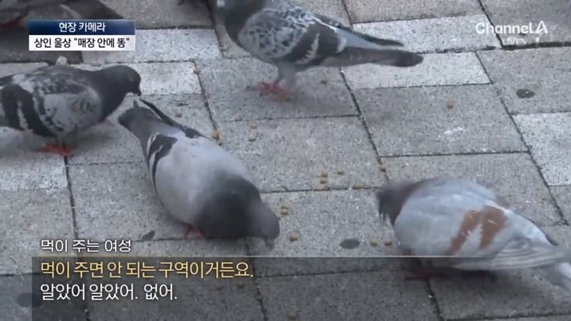 [뉴스] '유해동물 지정' 비둘기에게 밥 주는 비둘기맘 쫓아가봤습니다 ㅋㅋㅋ | 인스티즈