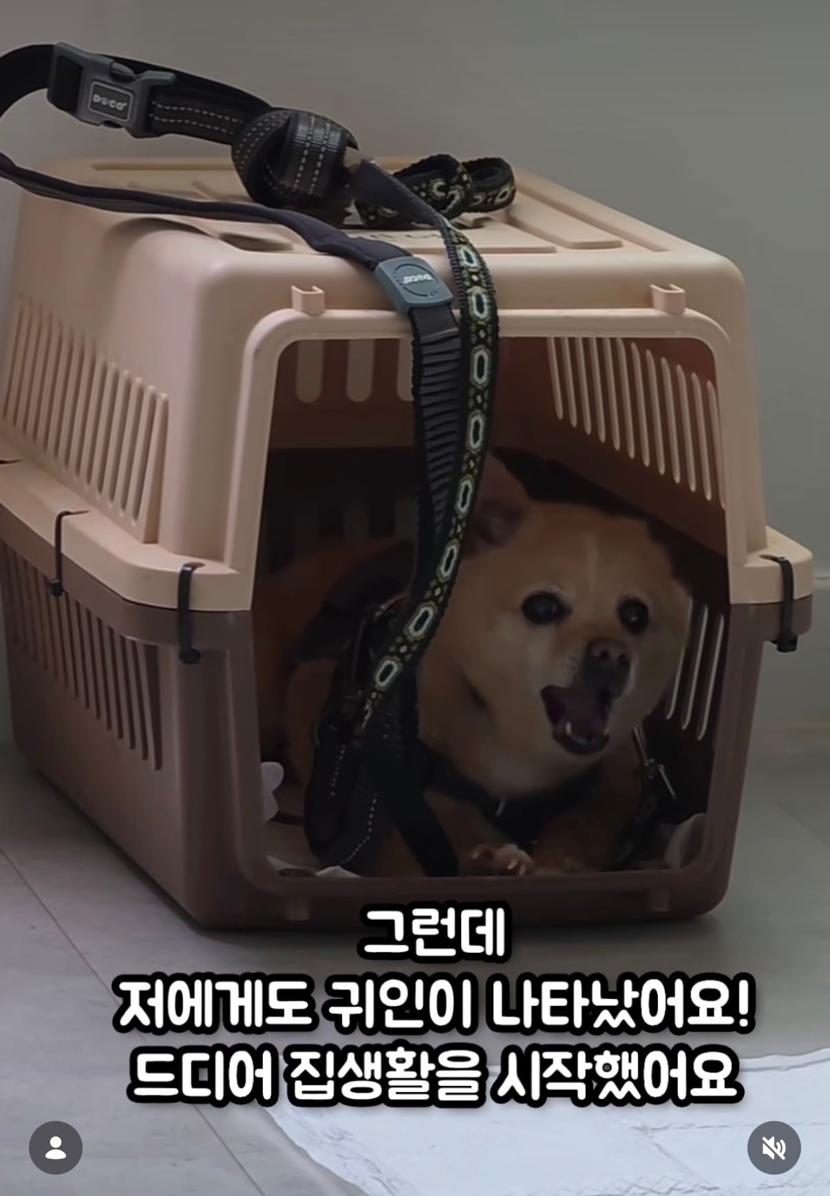 7년의 기다림 +🐶단기임보 | 인스티즈