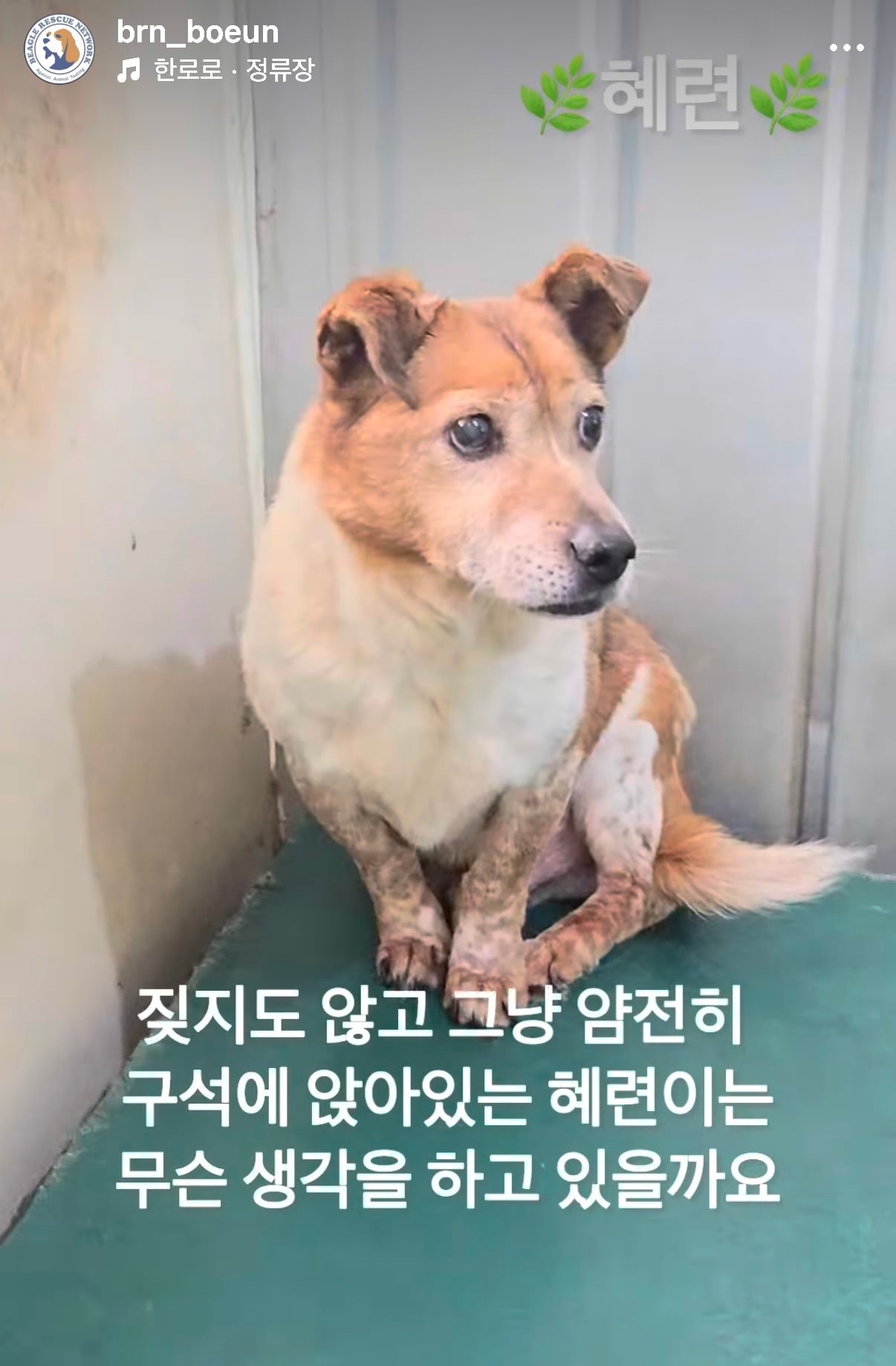 7년의 기다림 +🐶단기임보 | 인스티즈