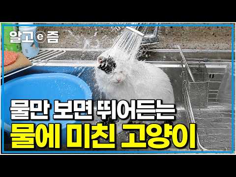 물만 보면 뛰어드는 물에 미친 고양이.jpg | 인스티즈