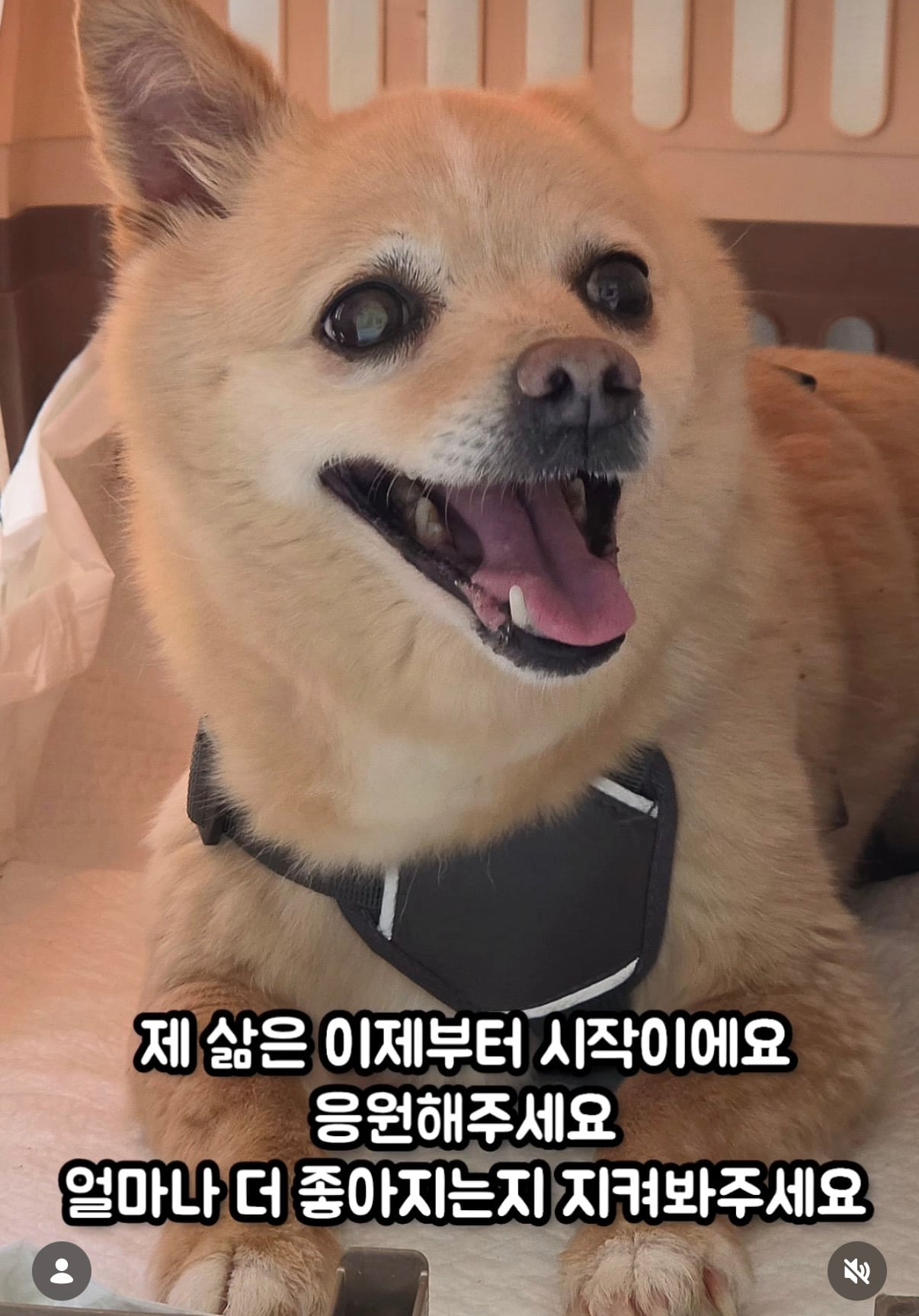 7년의 기다림 +🐶단기임보 | 인스티즈