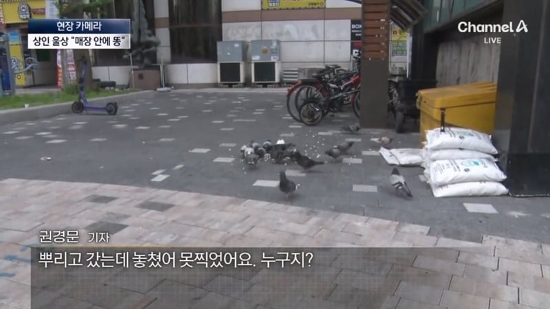 [뉴스] '유해동물 지정' 비둘기에게 밥 주는 비둘기맘 쫓아가봤습니다 ㅋㅋㅋ | 인스티즈