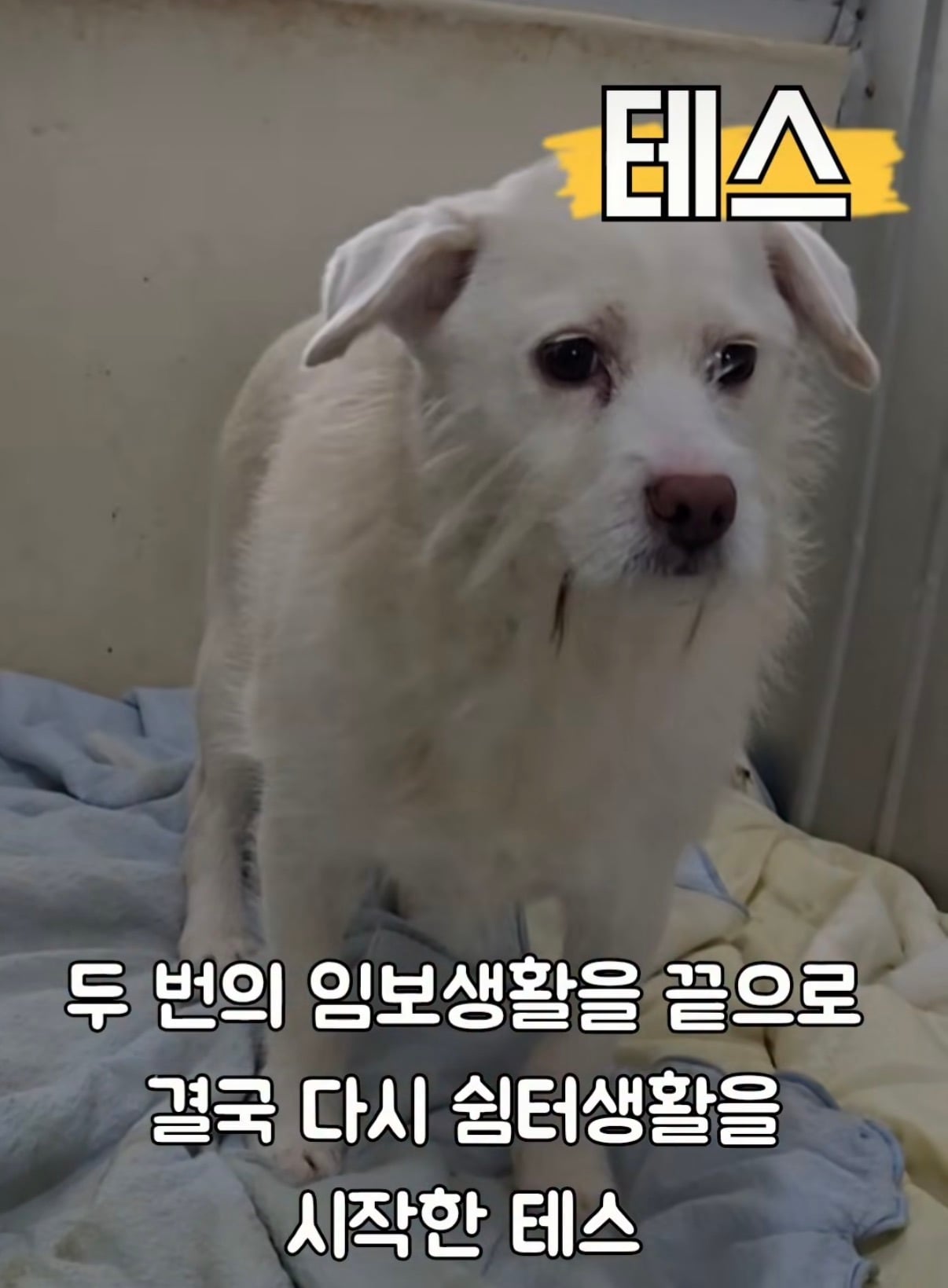 7년의 기다림 +🐶단기임보 | 인스티즈