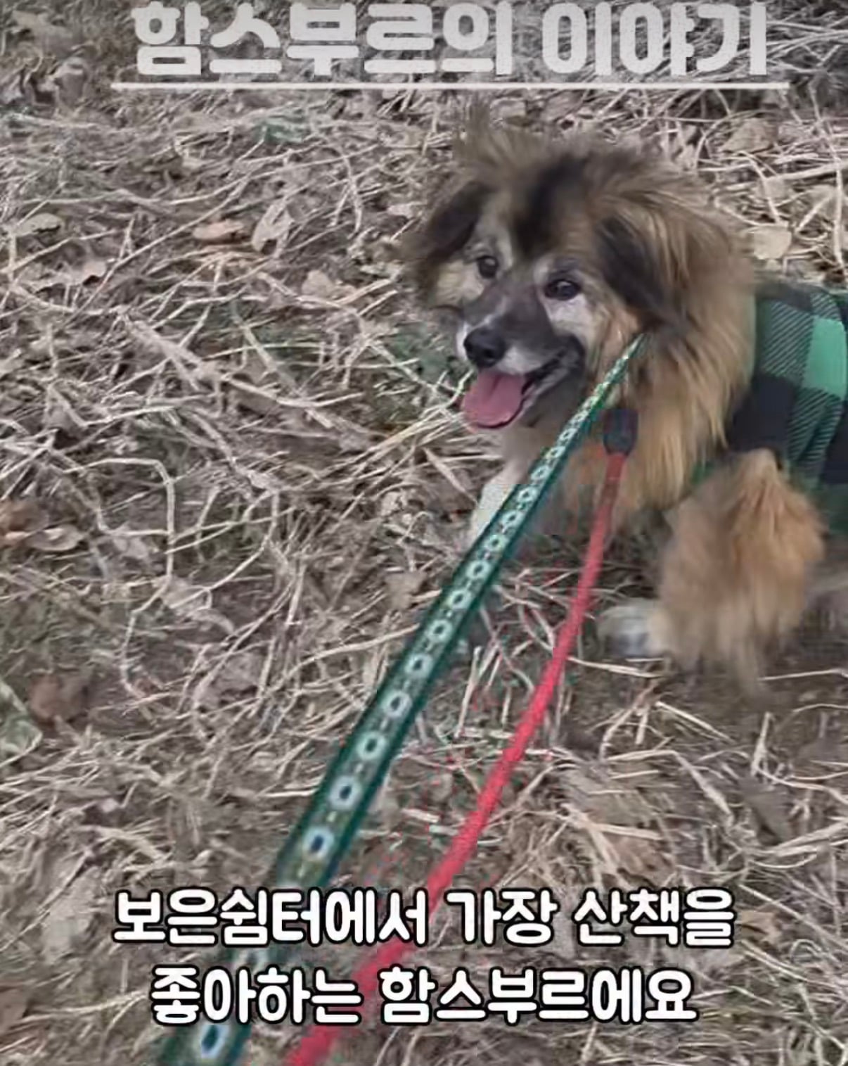 7년의 기다림 +🐶단기임보 | 인스티즈