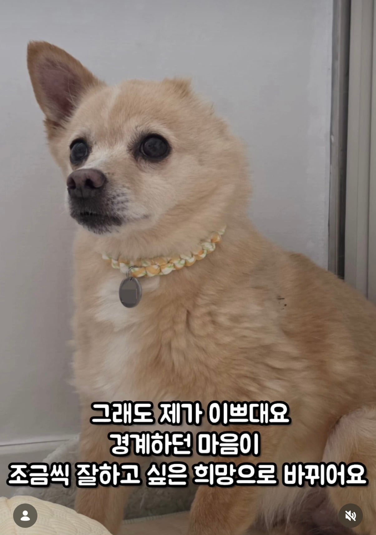 7년의 기다림 +🐶단기임보 | 인스티즈