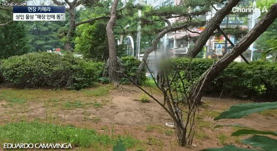 [뉴스] '유해동물 지정' 비둘기에게 밥 주는 비둘기맘 쫓아가봤습니다 ㅋㅋㅋ | 인스티즈