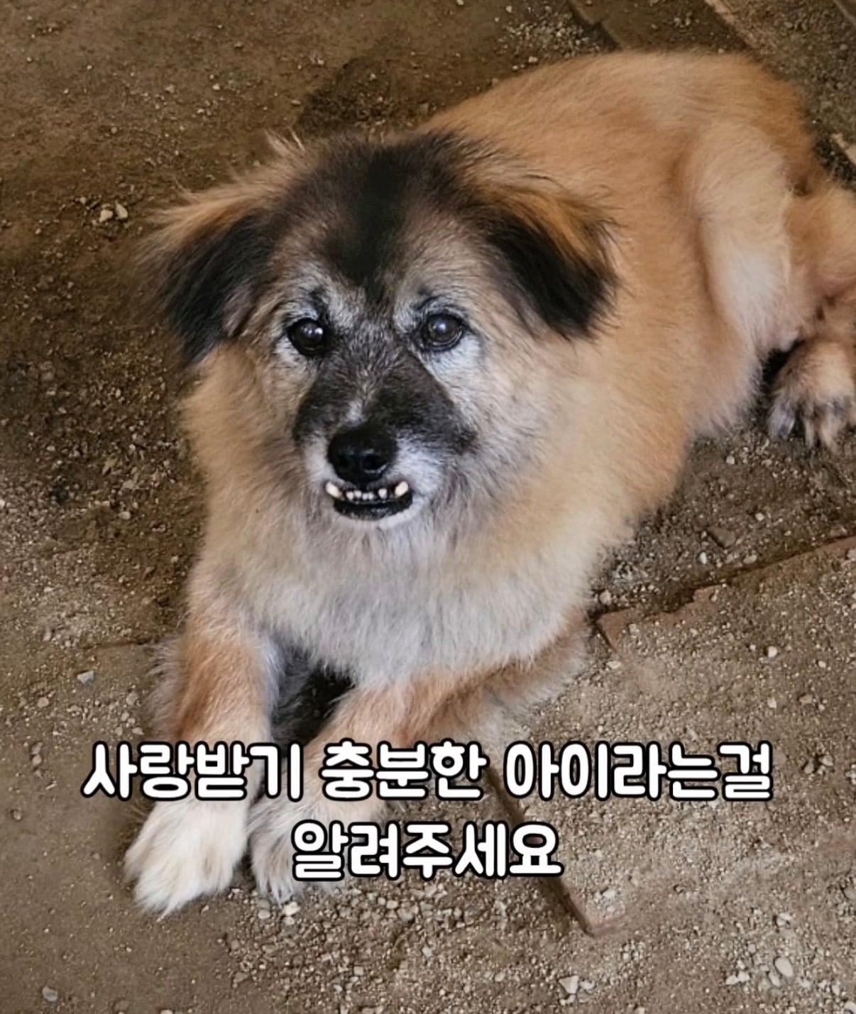 7년의 기다림 +🐶단기임보 | 인스티즈
