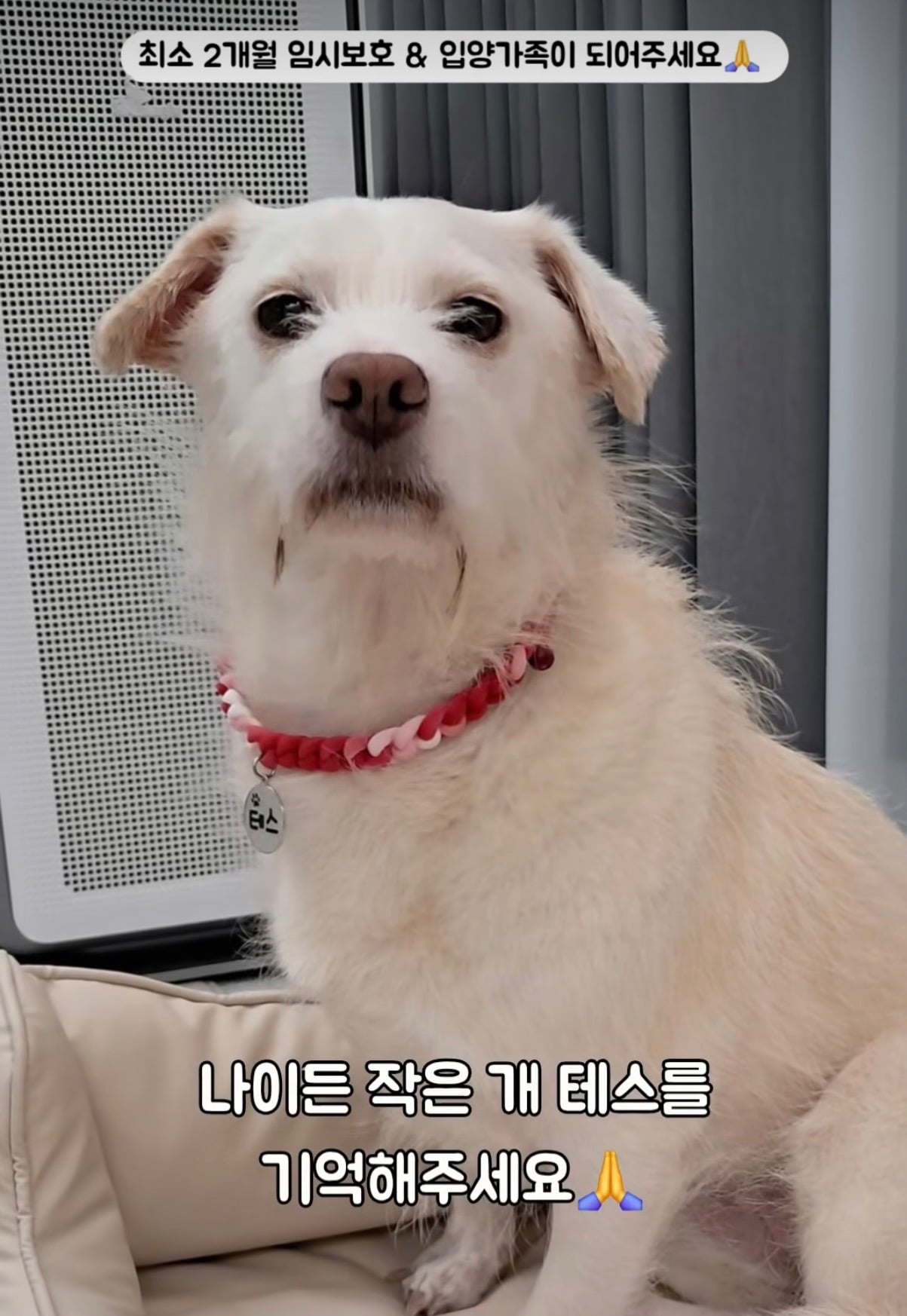 7년의 기다림 +🐶단기임보 | 인스티즈