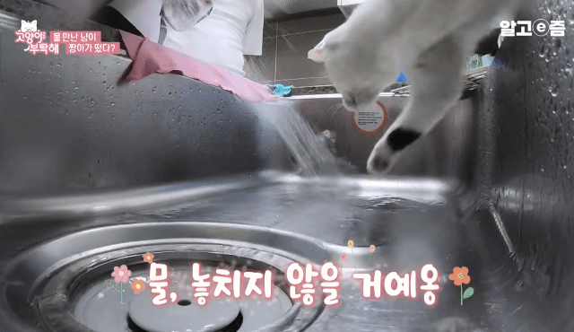 물만 보면 뛰어드는 물에 미친 고양이.jpg | 인스티즈