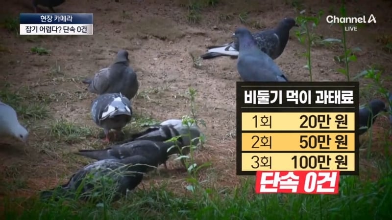 [뉴스] '유해동물 지정' 비둘기에게 밥 주는 비둘기맘 쫓아가봤습니다 ㅋㅋㅋ | 인스티즈