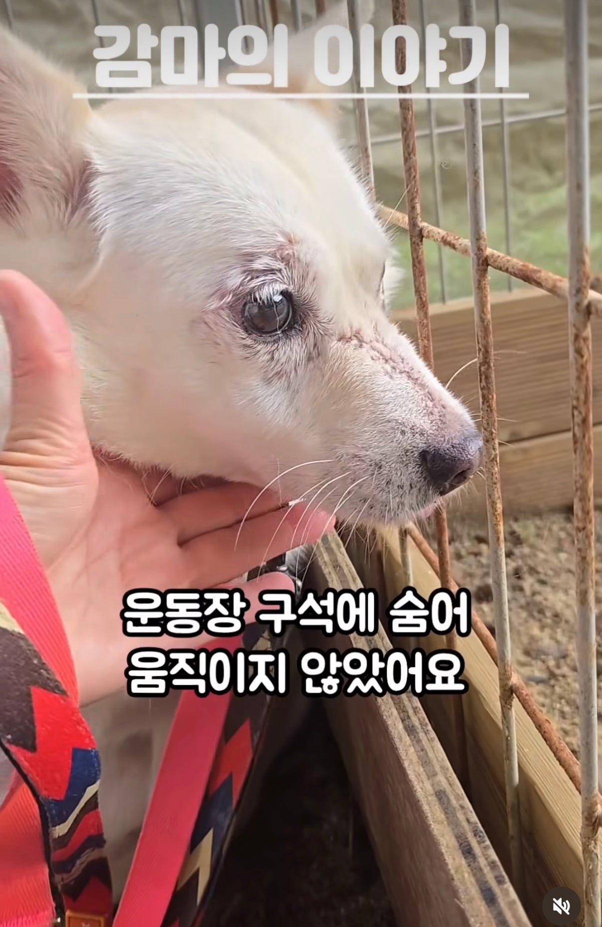7년의 기다림 +🐶단기임보 | 인스티즈