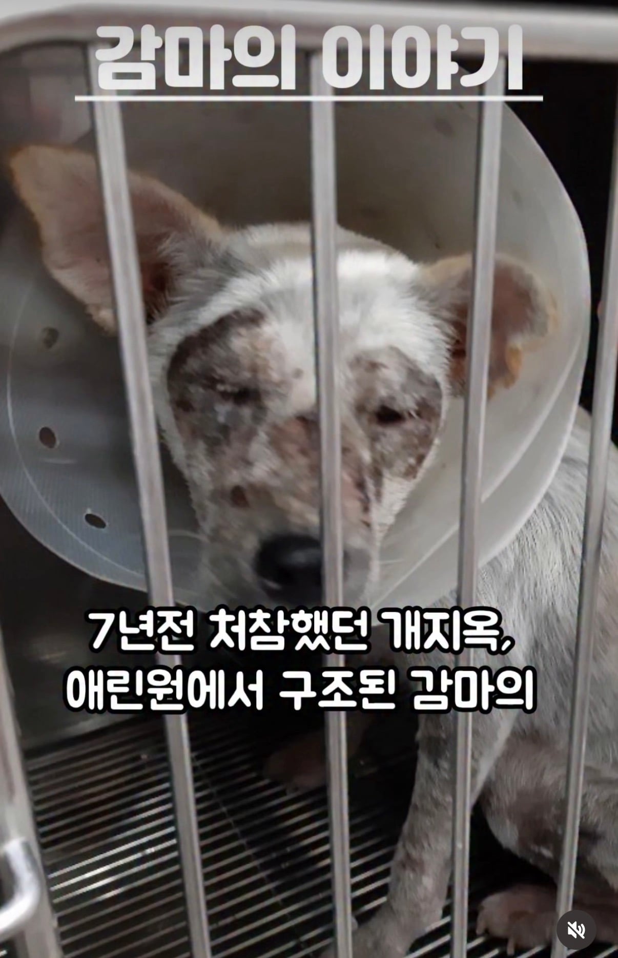 7년의 기다림 +🐶단기임보 | 인스티즈