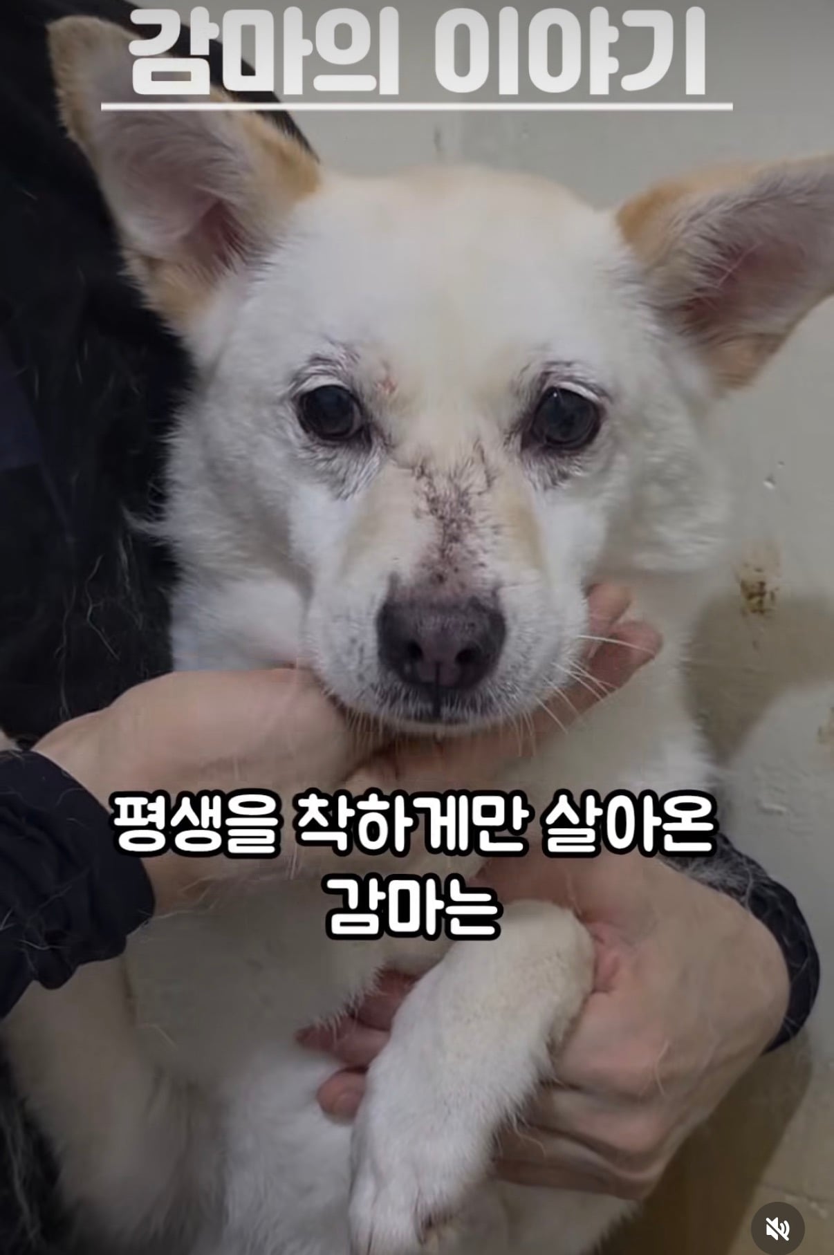 7년의 기다림 +🐶단기임보 | 인스티즈