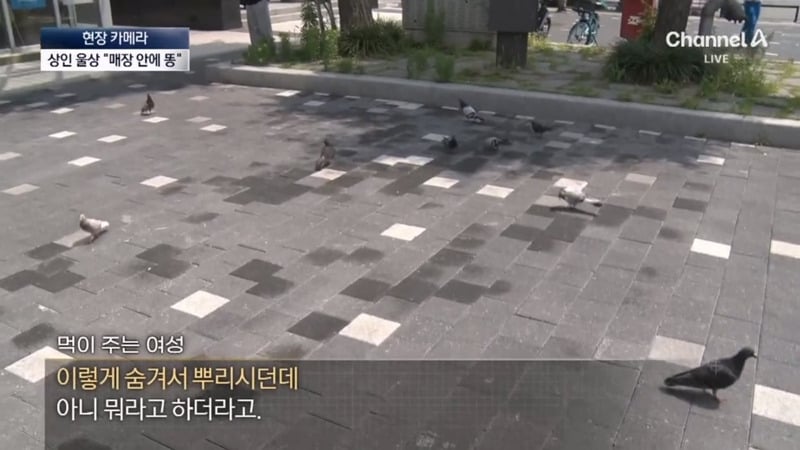 [뉴스] '유해동물 지정' 비둘기에게 밥 주는 비둘기맘 쫓아가봤습니다 ㅋㅋㅋ | 인스티즈