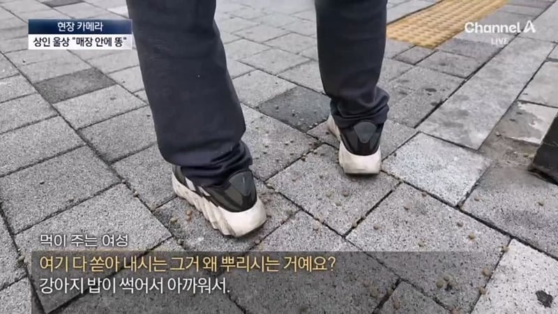 [뉴스] '유해동물 지정' 비둘기에게 밥 주는 비둘기맘 쫓아가봤습니다 ㅋㅋㅋ | 인스티즈