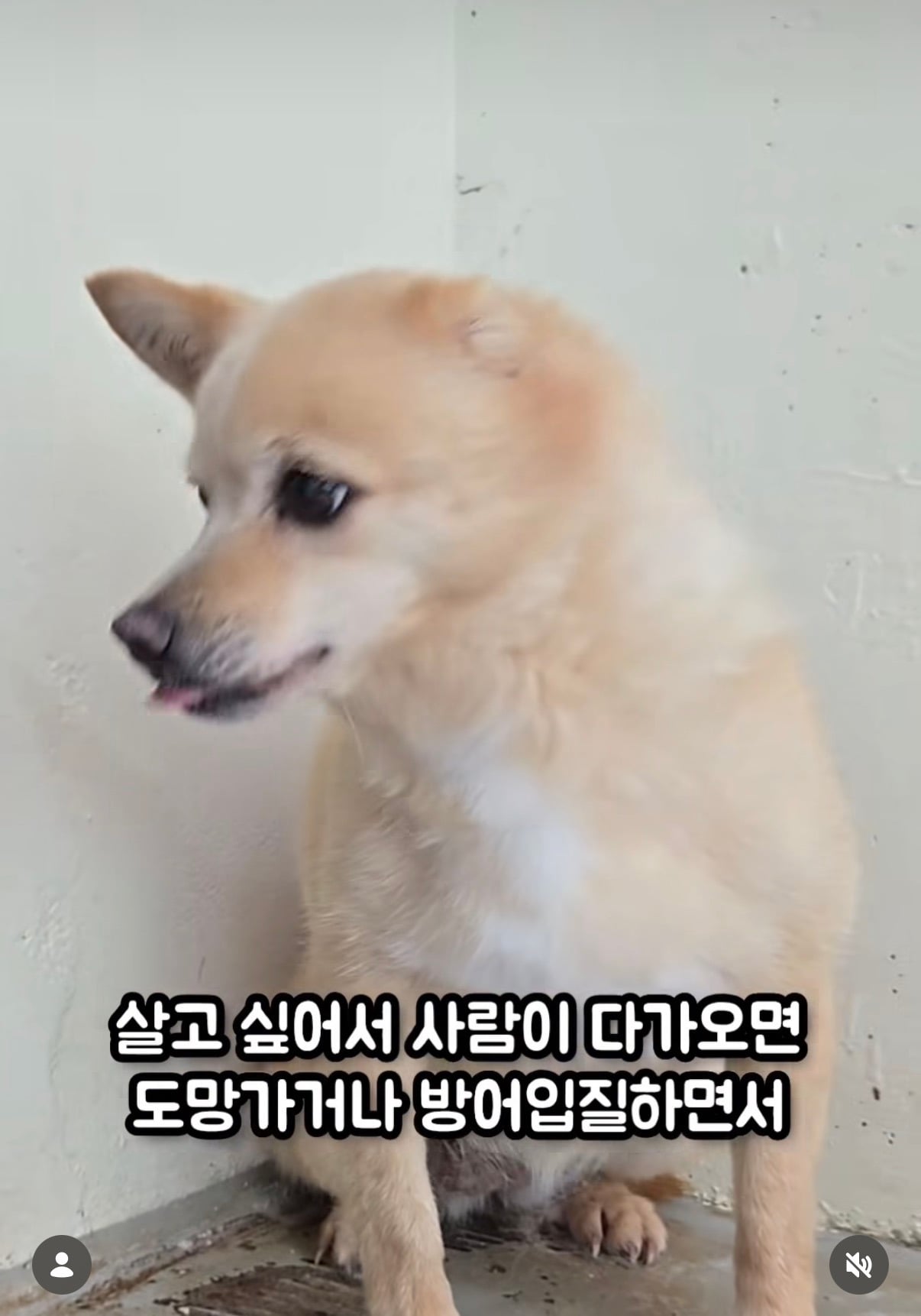 7년의 기다림 +🐶단기임보 | 인스티즈