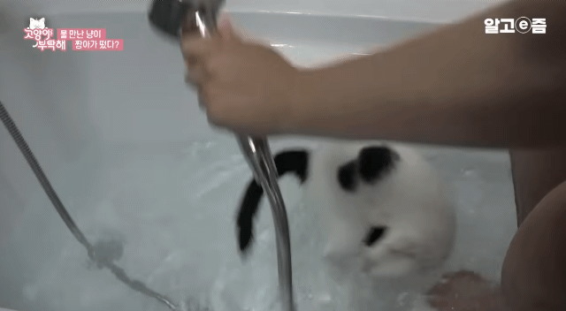 물만 보면 뛰어드는 물에 미친 고양이.jpg | 인스티즈
