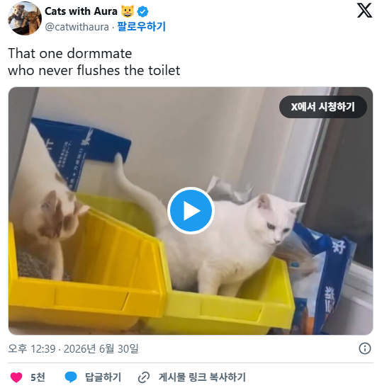 화장실 물 안 내리는 룸메이트와 사는 고양이 | 인스티즈