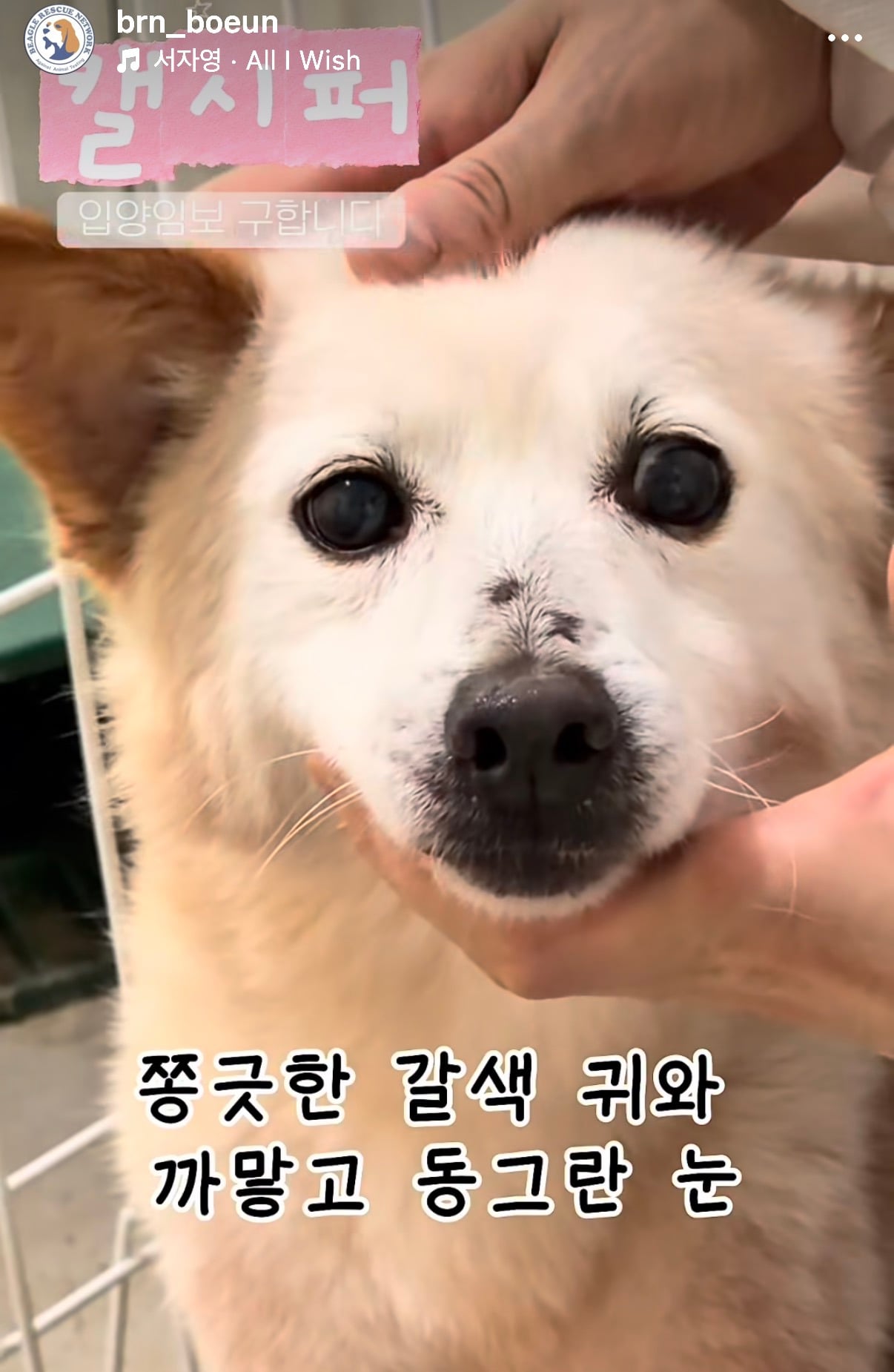7년의 기다림 +🐶단기임보 | 인스티즈
