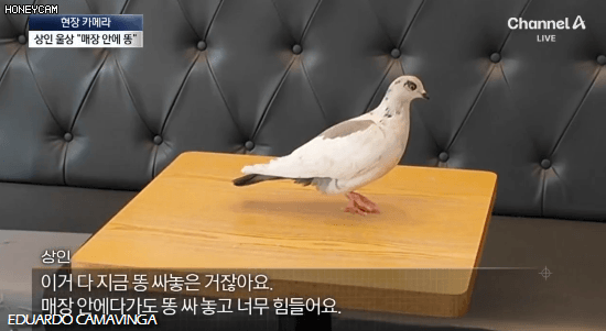 [뉴스] '유해동물 지정' 비둘기에게 밥 주는 비둘기맘 쫓아가봤습니다 ㅋㅋㅋ | 인스티즈