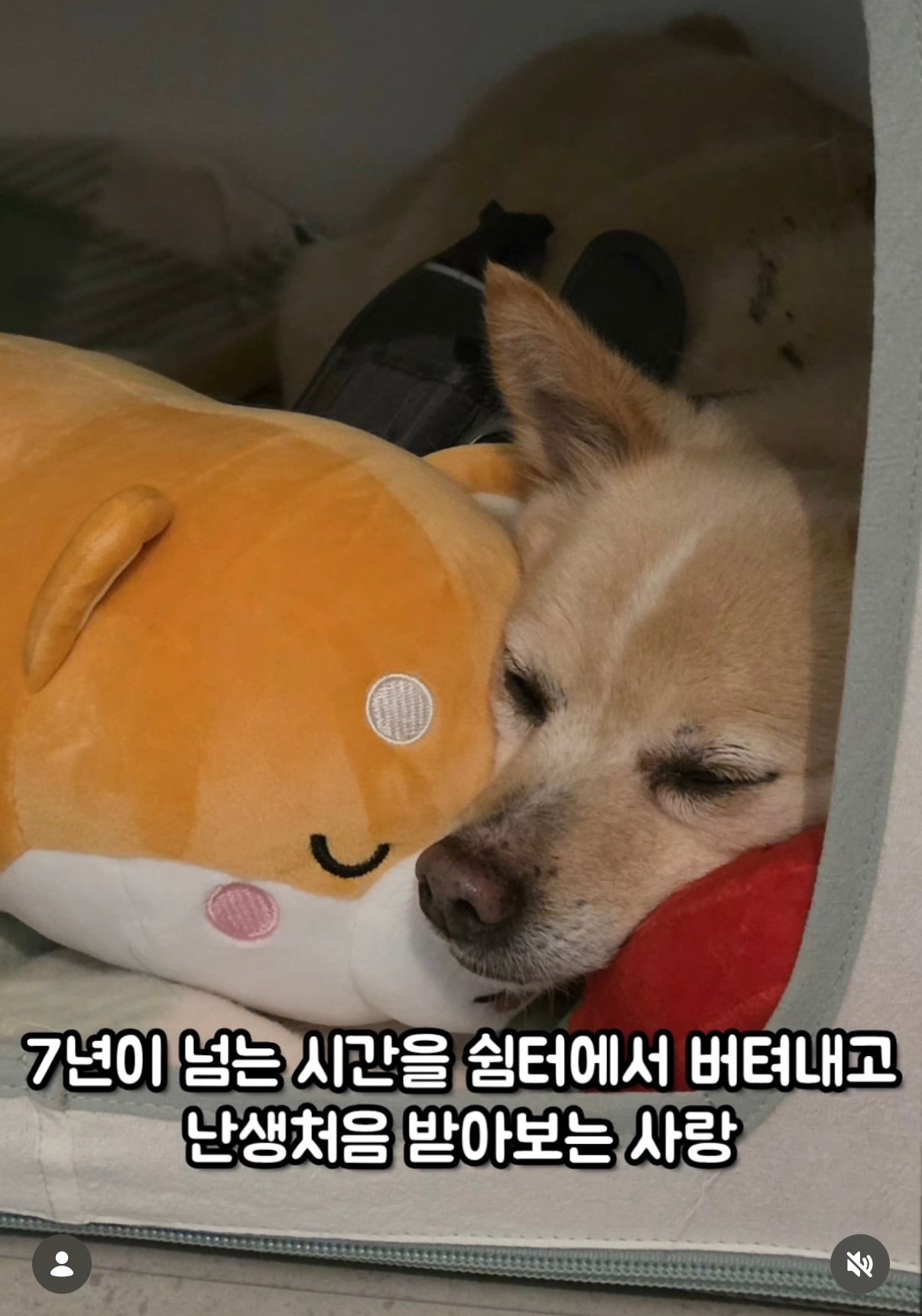 7년의 기다림 +🐶단기임보 | 인스티즈