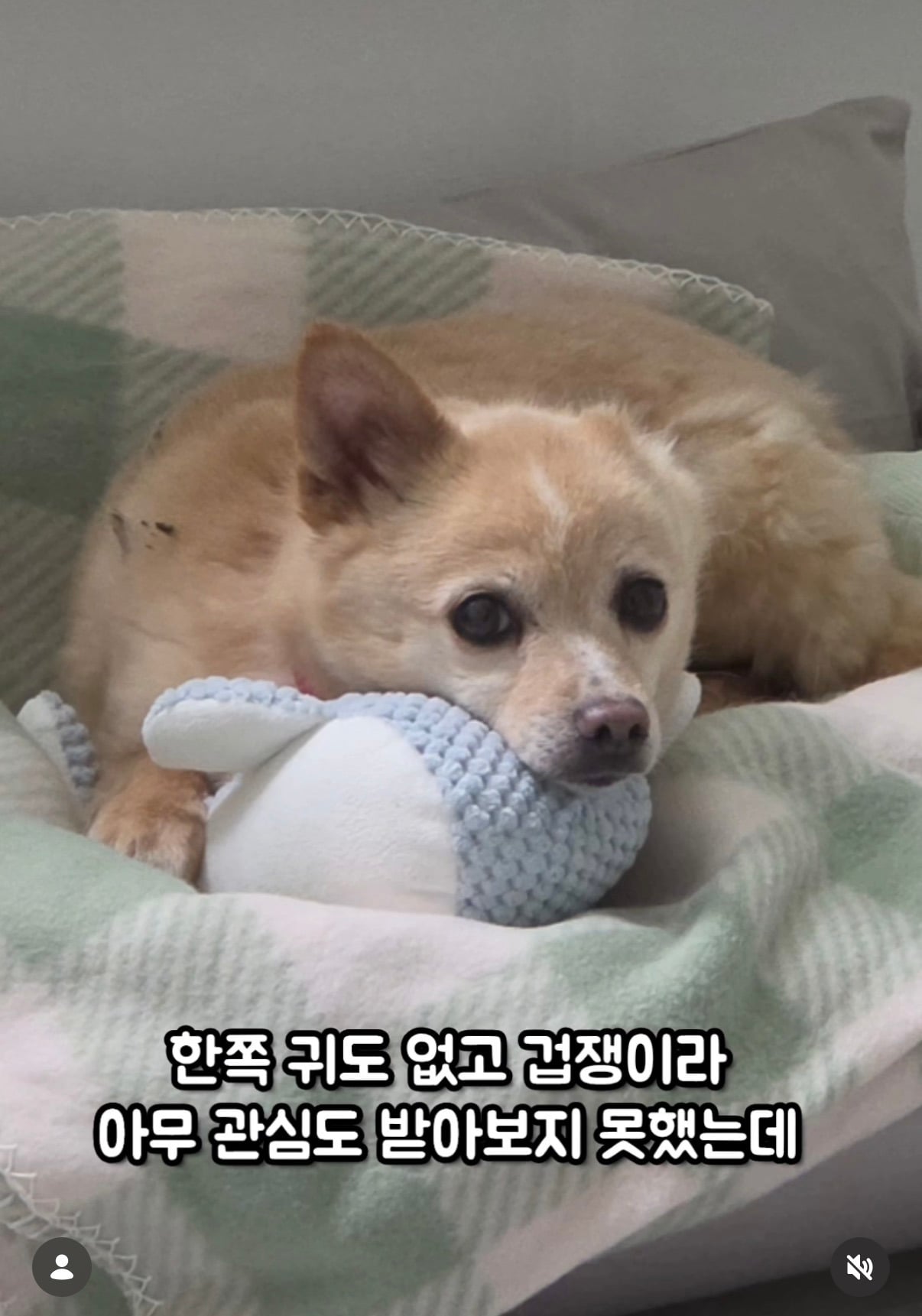 7년의 기다림 +🐶단기임보 | 인스티즈