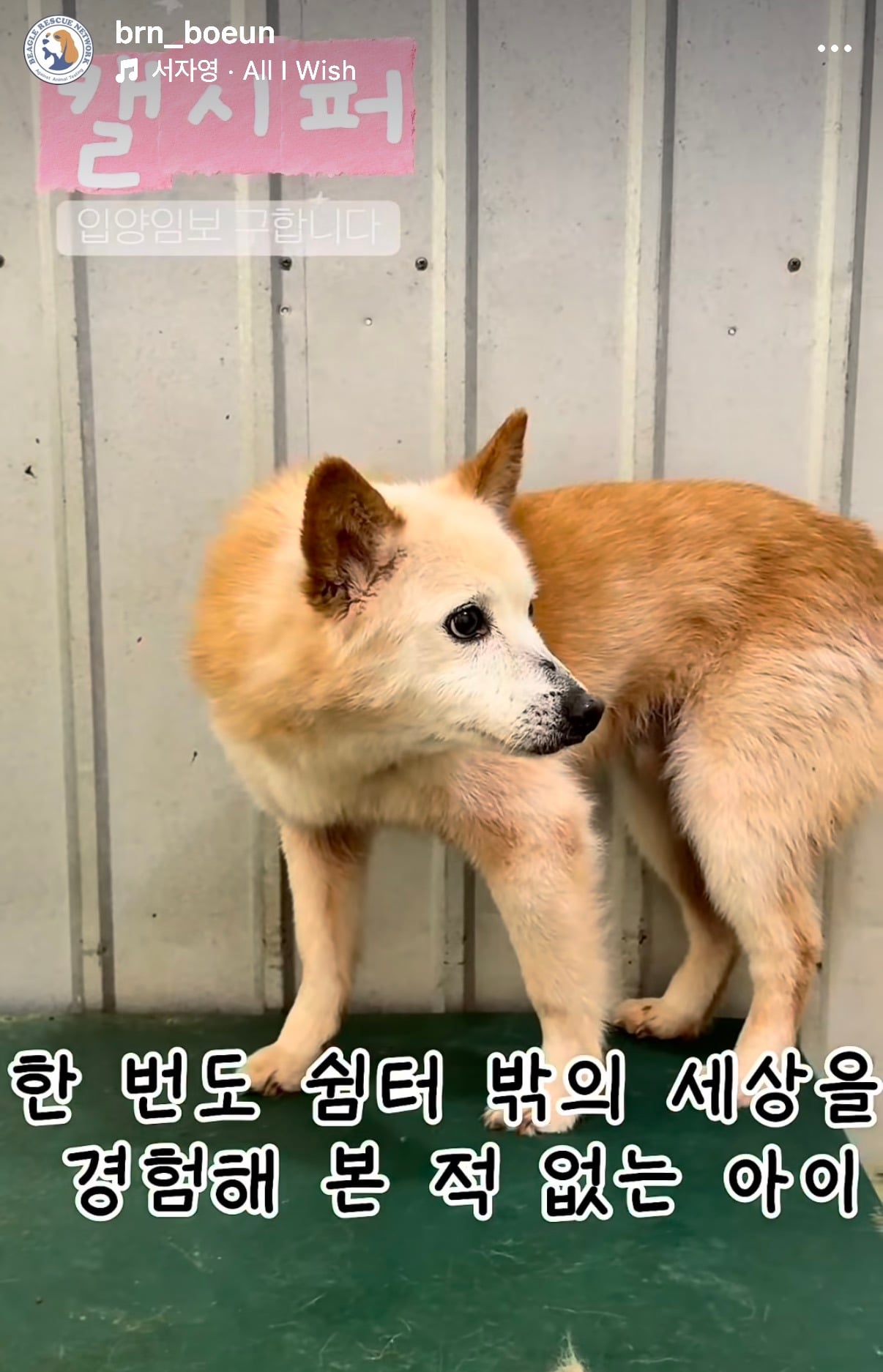 7년의 기다림 +🐶단기임보 | 인스티즈