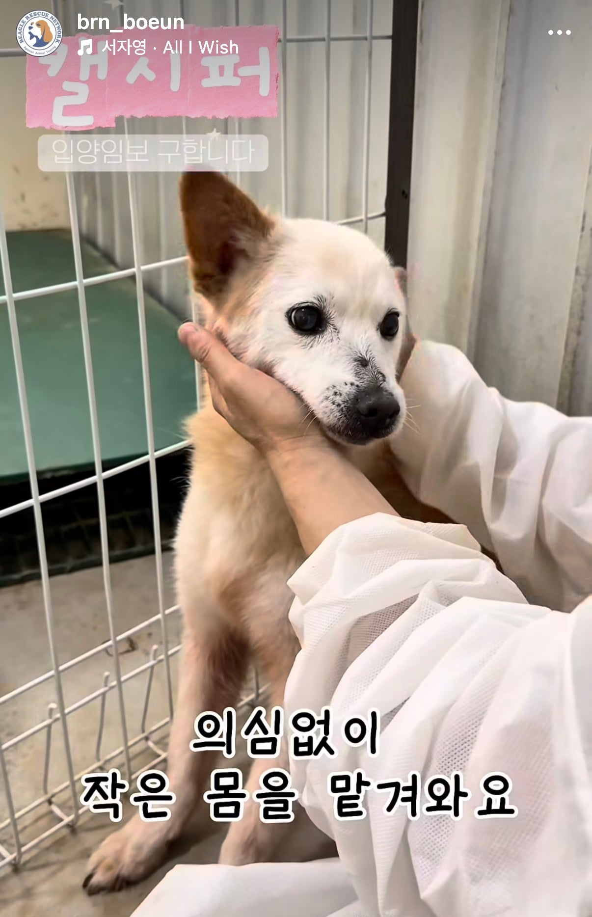 7년의 기다림 +🐶단기임보 | 인스티즈