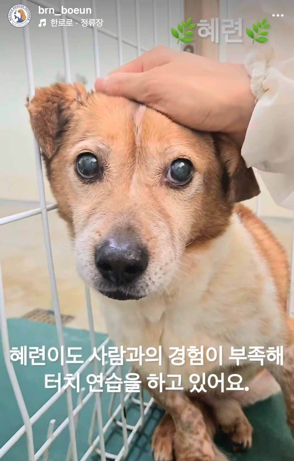 7년의 기다림 +🐶단기임보 | 인스티즈