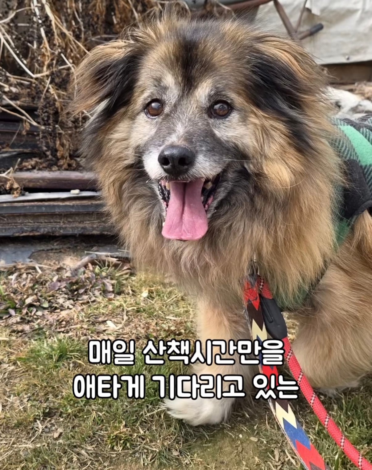 7년의 기다림 +🐶단기임보 | 인스티즈