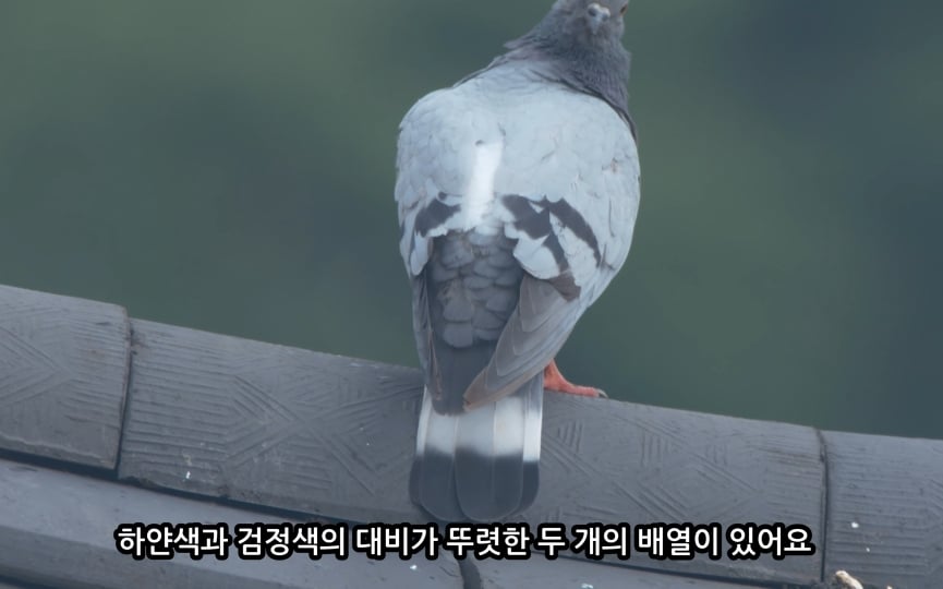 전국에 약 100마리만 남은 멸종위기 비둘기 (조류주의) | 인스티즈