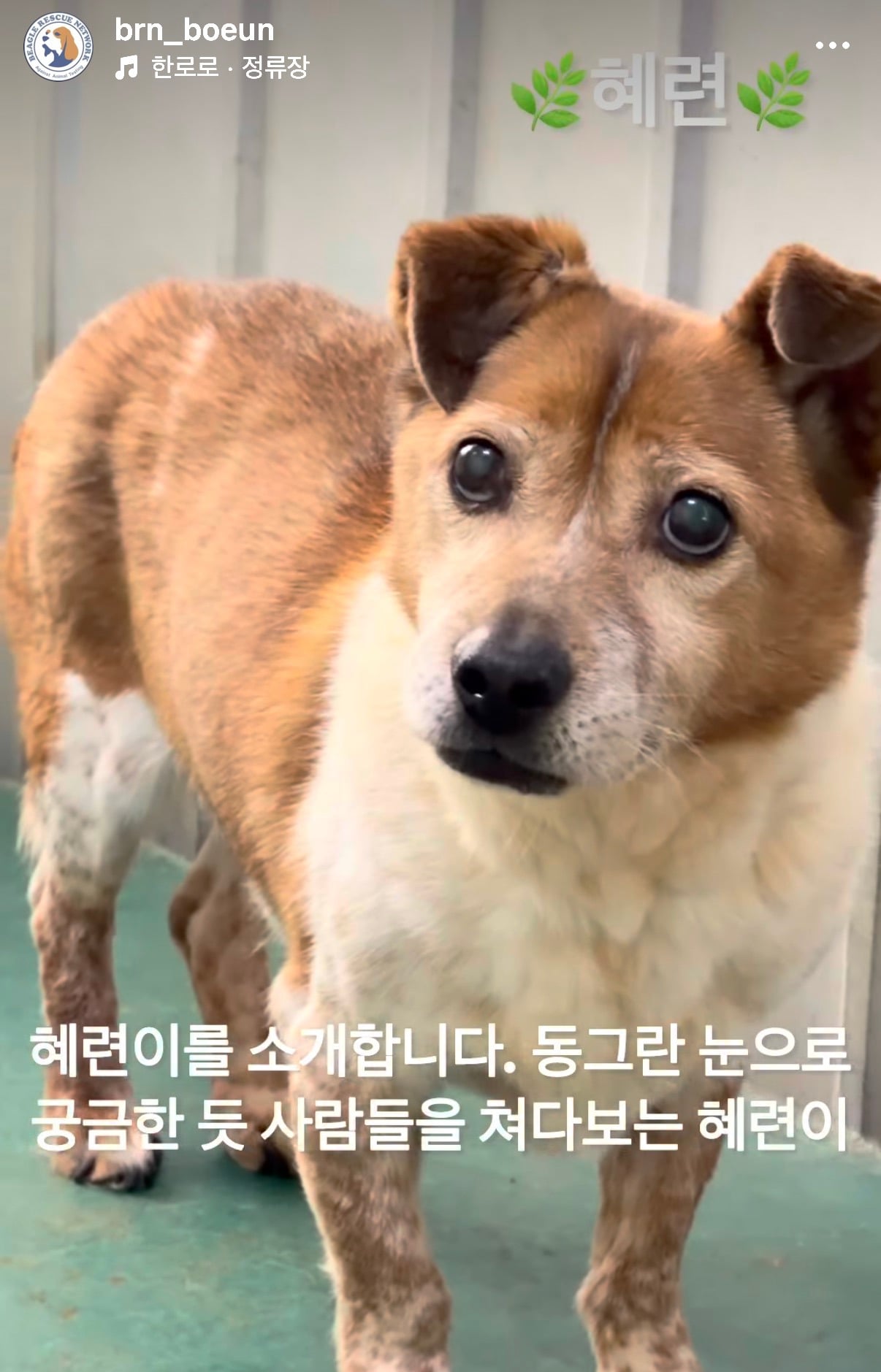 7년의 기다림 +🐶단기임보 | 인스티즈