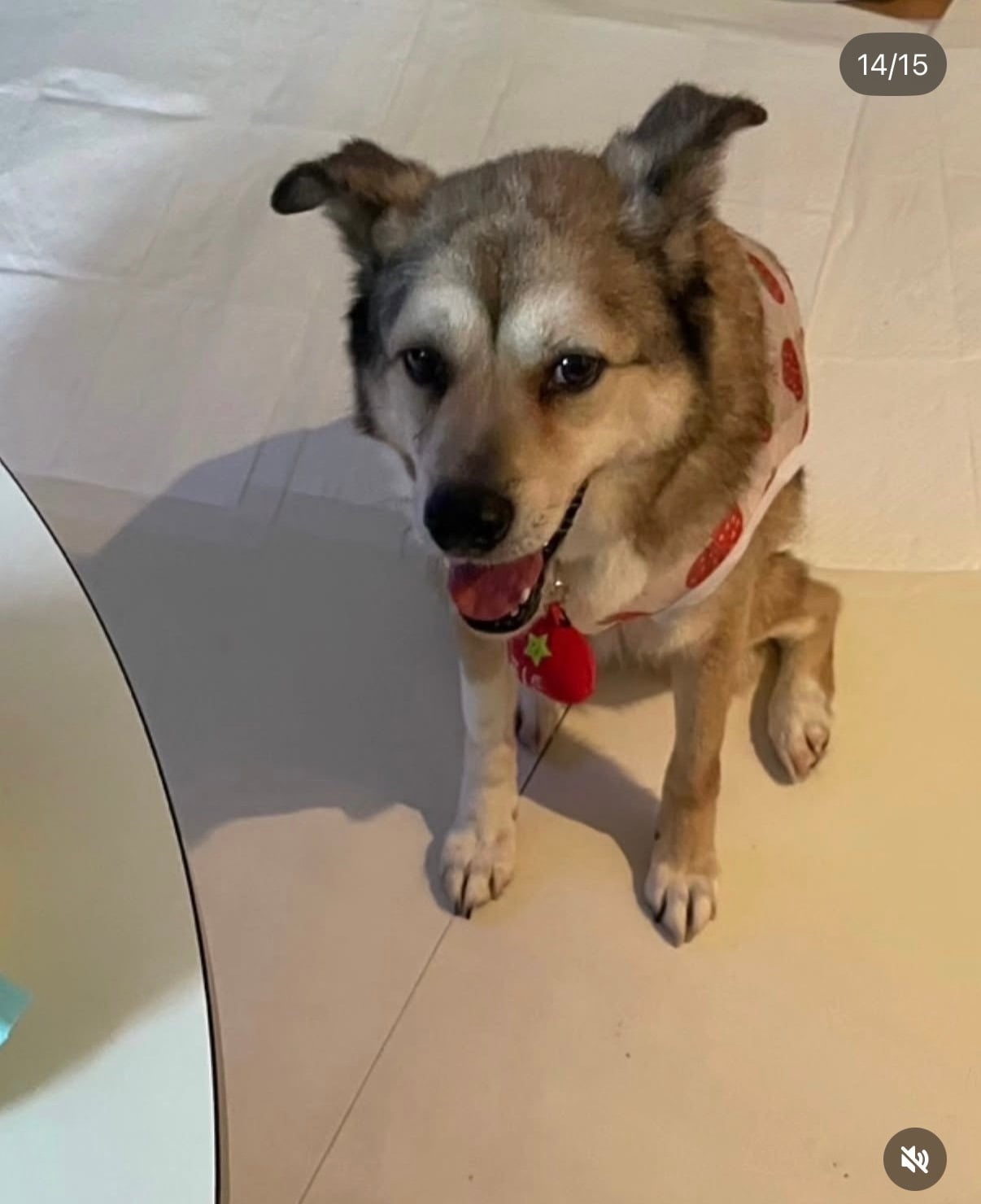 7년의 기다림 +🐶단기임보 | 인스티즈