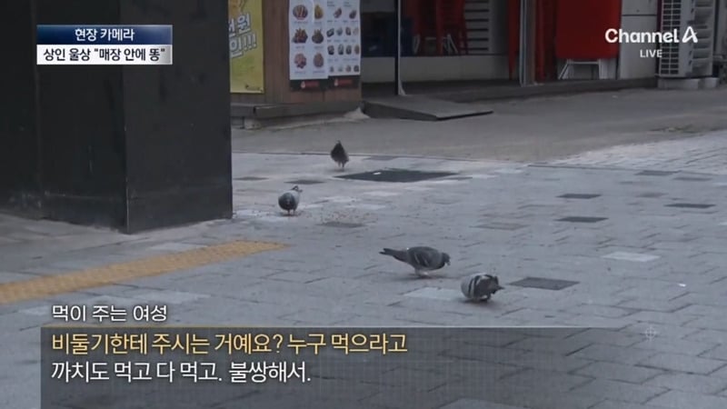 [뉴스] '유해동물 지정' 비둘기에게 밥 주는 비둘기맘 쫓아가봤습니다 ㅋㅋㅋ | 인스티즈