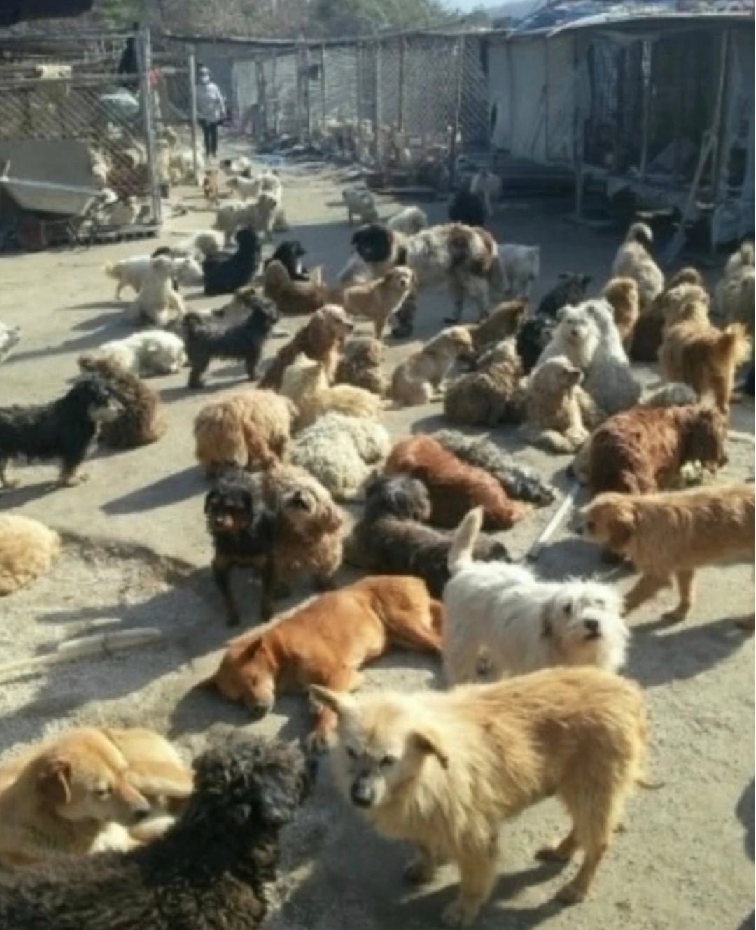 7년의 기다림 +🐶단기임보 | 인스티즈