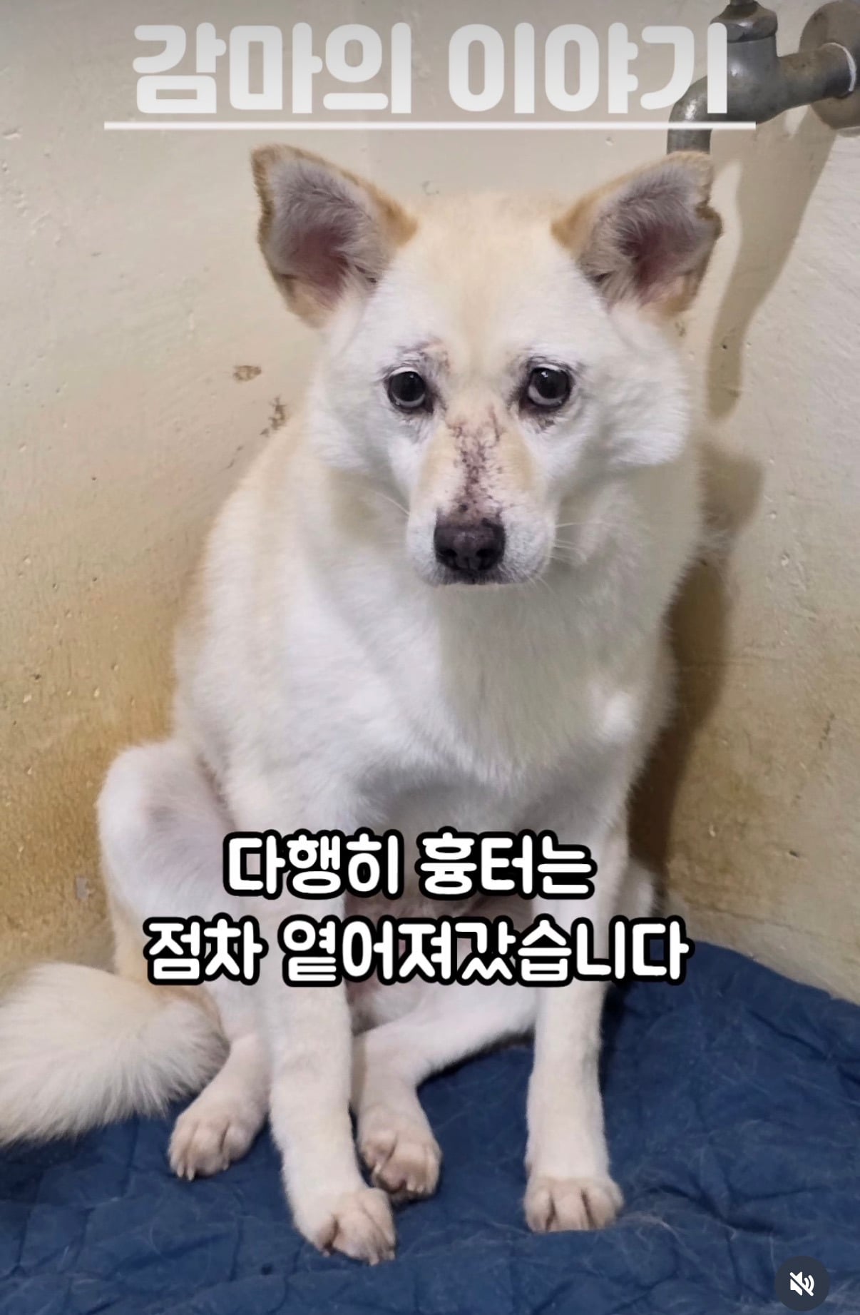 7년의 기다림 +🐶단기임보 | 인스티즈