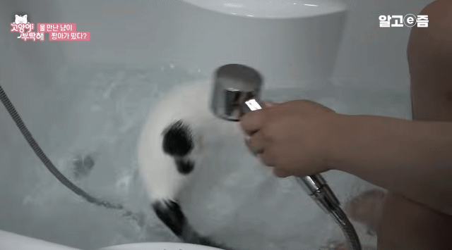 물만 보면 뛰어드는 물에 미친 고양이.jpg | 인스티즈