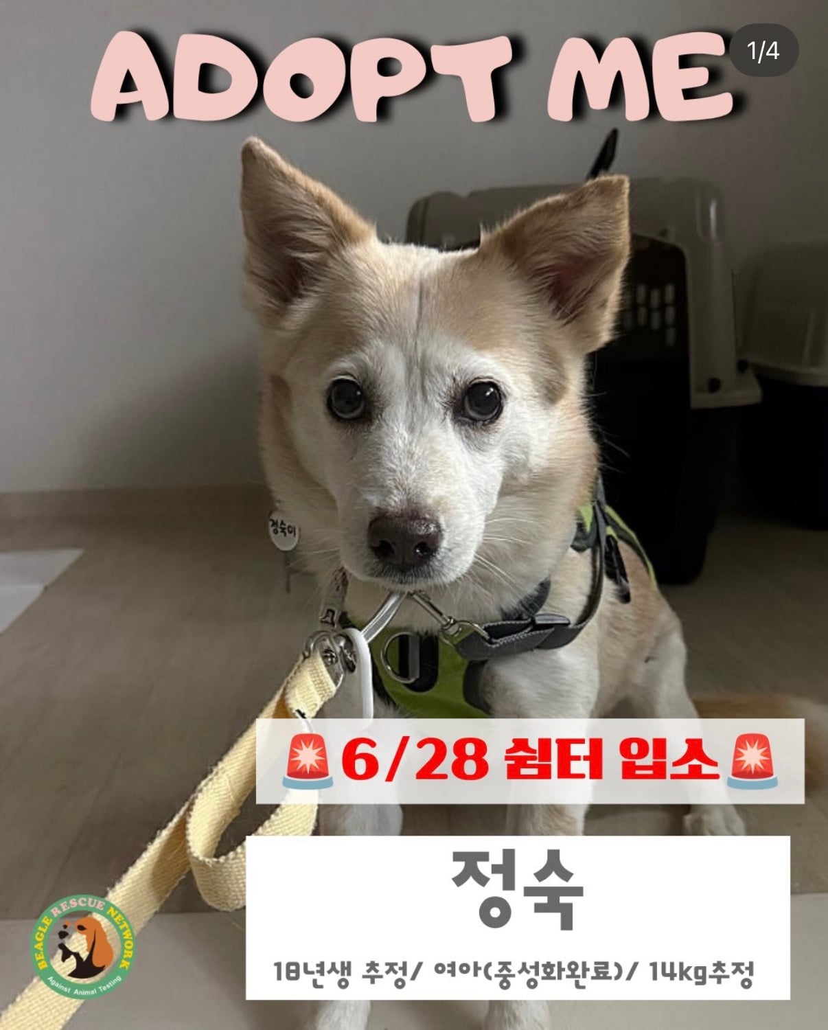 7년의 기다림 +🐶단기임보 | 인스티즈