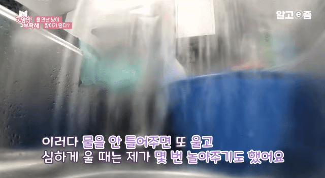 물만 보면 뛰어드는 물에 미친 고양이.jpg | 인스티즈