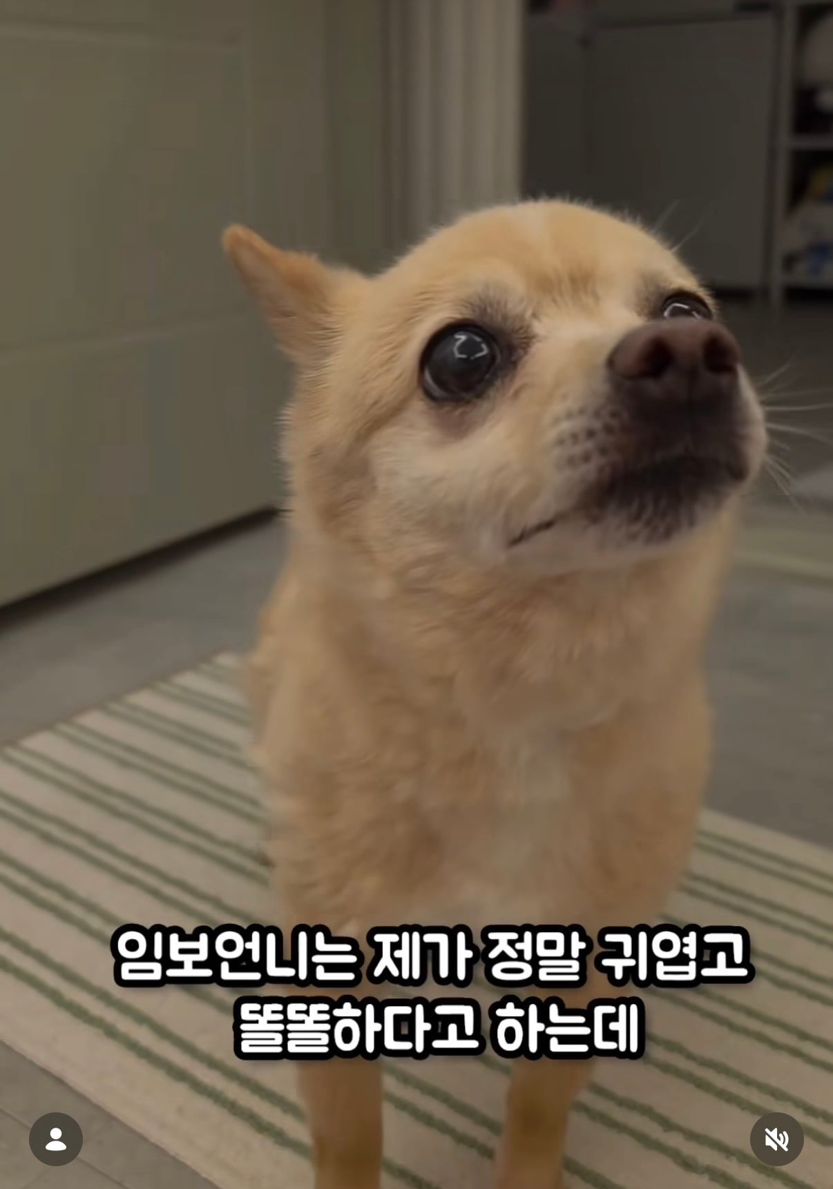 7년의 기다림 +🐶단기임보 | 인스티즈