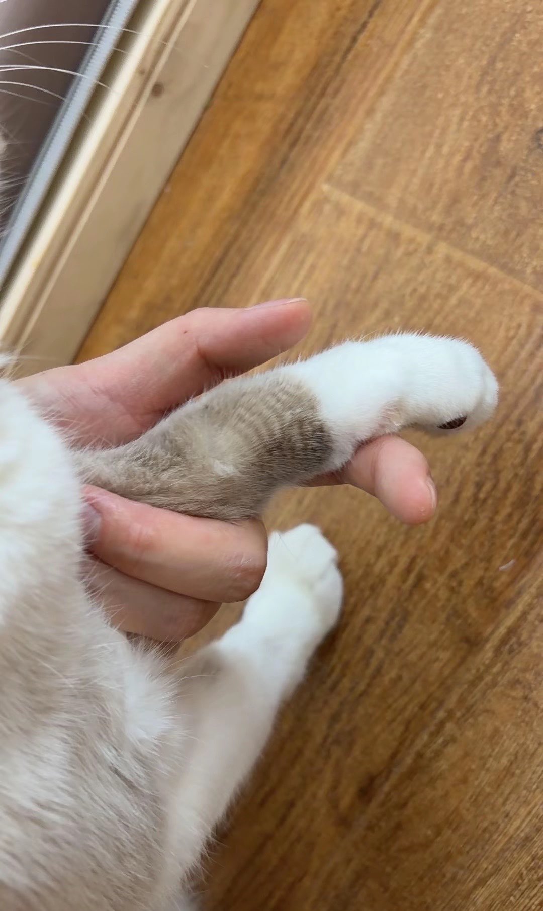 세수 잘하는 고양이한테 나타난다는 무늬.x | 인스티즈